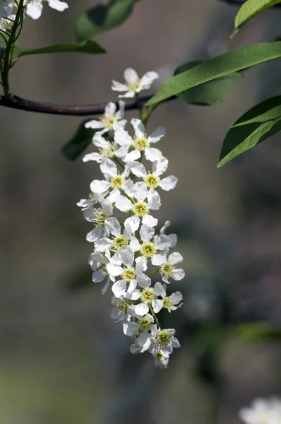 Вишня Цветущая Весной Группа Мелких Белых Цветов Зеленых Листьев Ветвях — стоковое фото