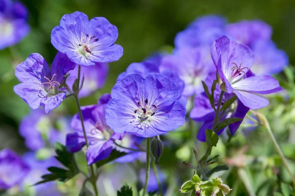 Kraniche Gruppe Von Blumen Geranium Rozanne Blüte — Stockfoto