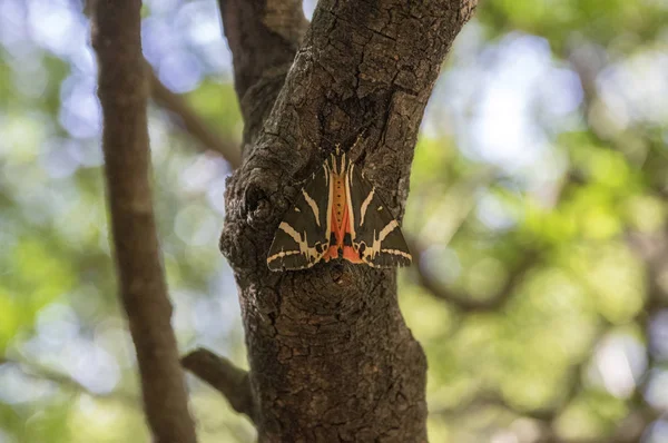 Euplagia Quadripunctaria Chamada Jersey Tiger Traça Voadora Petaloudes Rhodos — Fotografia de Stock