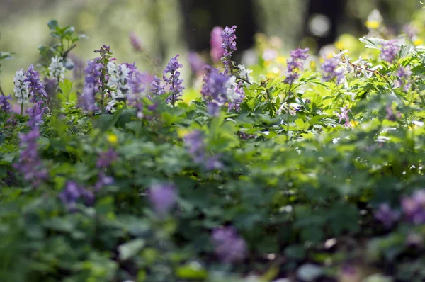 Corydalis Cava Principios Primavera Flores Silvestres Flor Violeta Blanco Suelo — Foto de Stock