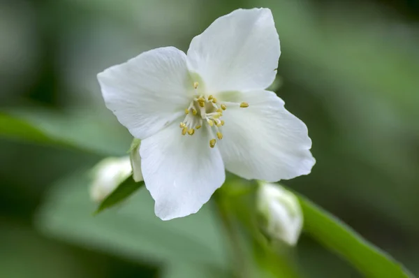False Jasmine Bloom Ornamental White Flower Shrub Branch Green Leaves — Stock Photo, Image