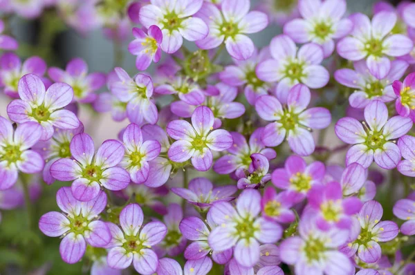 Saxifraga Arendsii Dísznövény Virág Rózsaszín Virágos Kis Földi Növény Hegycsoport — Stock Fotó