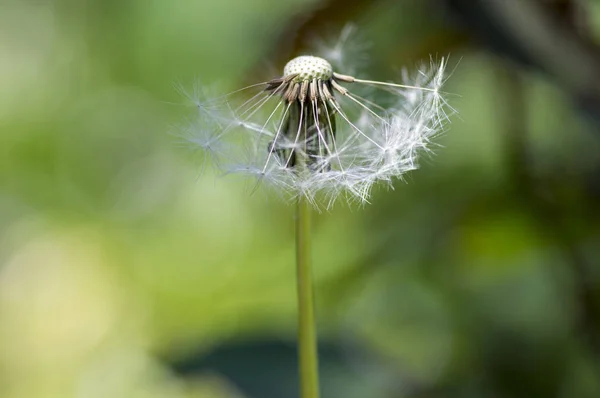 Taraxacum Officinale Κοινή Λιβάδι Ανθοφόρο Φυτό Πικραλίδες Ξεθωριασμένα Λευκό Σπόρους — Φωτογραφία Αρχείου