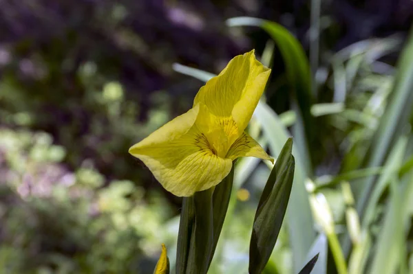 Enda Gula Och Orange Narcissus Prydnads Blomma Vårträdgård — Stockfoto