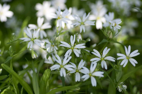 Stellaria Holostea Greater Stitchwort Perennial Flowers Bloom Group White Flowers — Stock Photo, Image