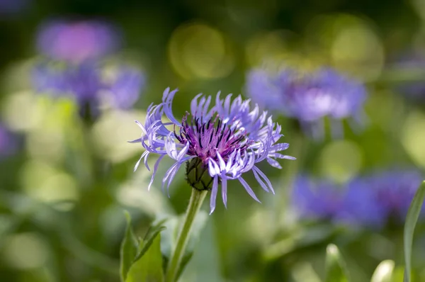 Centaurea Montana Horských Trvalých Chrpy Květ Kvetoucí Okrasné Modré Divoké — Stock fotografie