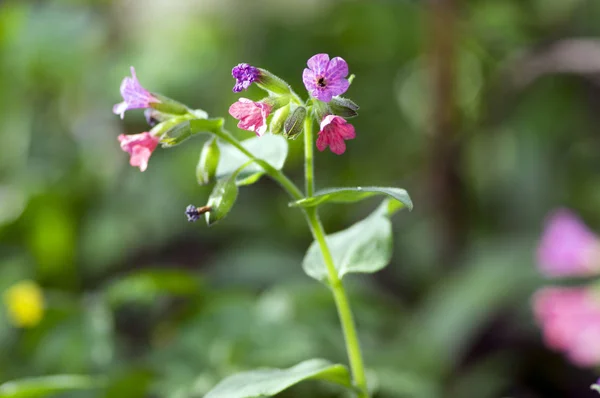Pulmonaria Officinalis Bloom Early Springtime Flowering Herb Group Pink Purple — Stock Photo, Image