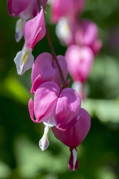 Dicentra Spectabilis Rosa Sangrando Corações Ramo Planta Com Flores Jardim — Fotografia de Stock