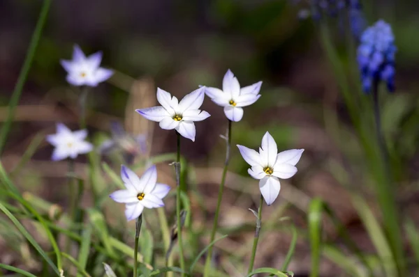 Ipheion Uniflorum Spring Bulbous Plants Bloom Group Light Blue White — Stock Photo, Image