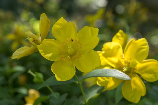 Hypericum Calycinum Bloom Yellow Ornamental Flower Garden Flower Detail Shrub — Stock Photo, Image