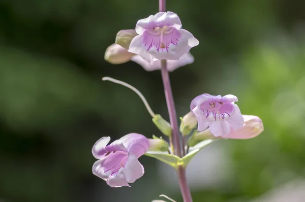 Penstemon Grandiflorus Flores Perennes Color Rosa Púrpura Tallo Hermosa Planta — Foto de Stock