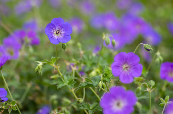 Группа цветов, герань Розанна в цветении, букет цветов
