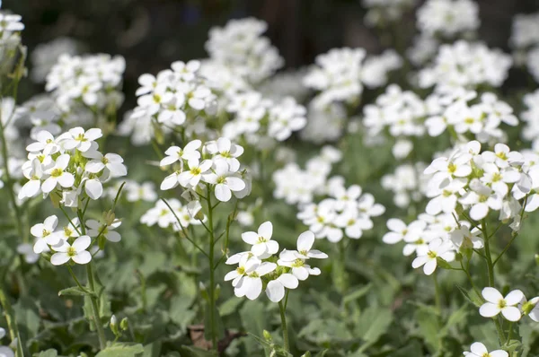 Arabis Caucasica Ornamental Garden White Flowers Mountain Rock Cress Ground — Stock Photo, Image