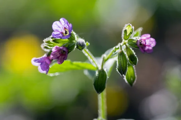 Pulmonaria Officinalis Bloom Early Springtime Flowering Herb Group Pink Purple — Stock Photo, Image