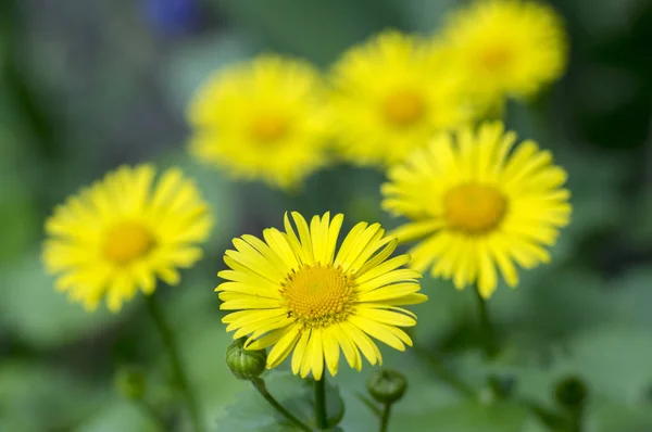 Doronicum Oryantasyon Sarı Çiçekleri Çiçek Açmış Bahar Zamanı Güzel Çiçekleri — Stok fotoğraf