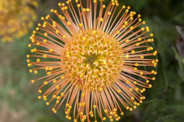 Leucospermum Condifolium Wonderful Orange Yellow Flowers Bloom — Stock Photo, Image