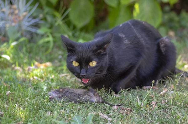 Proud Black Cat Hunter Dead Mouse Grass Happy Dark Beast — Stock Photo, Image