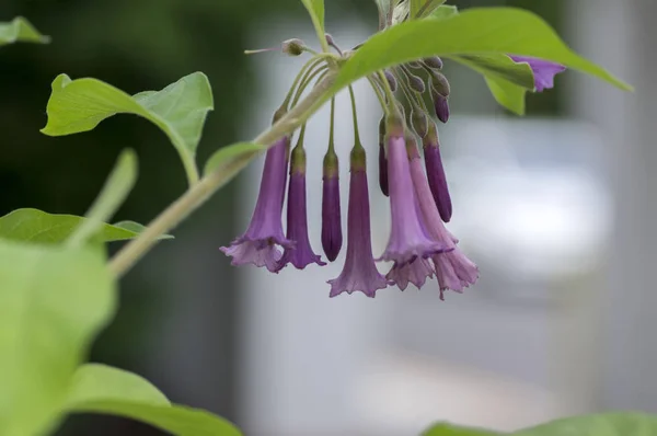 Iochroma Australe Small Flowering Shrub Small Long Bell Flowers Branches — Stock Photo, Image