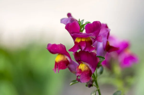 Antirrhinum Majus Snapdragon Commun Fleur Fleurs Violet Foncé — Photo