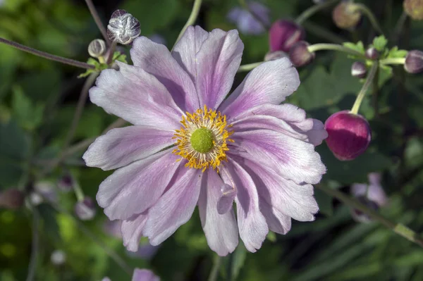 Anemone Hupehensis Japonica Zawilec Japoński Kwiat Windflower Rotacznicy Rozkwicie — Zdjęcie stockowe