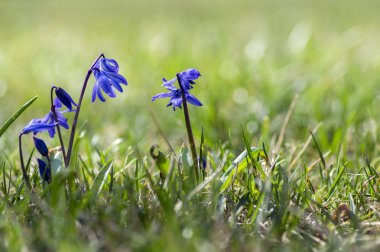 Scilla siberica mavi küçük bahar çiçekleri çimlerin, görünümü soğanlı bitki çim kapat