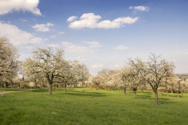 Bahar çiçekli kiraz ve elma ağaçlarının beyaz bulutlar orchard, mavi gökyüzü