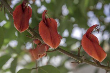 Erythrina crista-galli, süs kırmızı çiçekler açan ağaç grubu