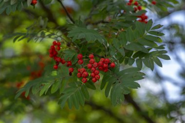 Mavi gökyüzü karşı Sorbus aucuparia sonbahar kırmızı meyve yeşil ağaç yaprakları