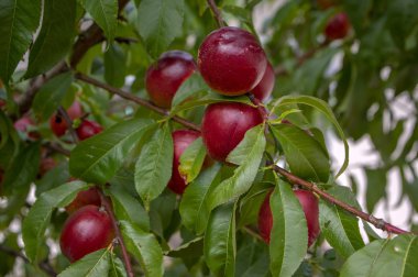 Prunus persica nucipersica ağaç dallarının kırmızı meyve pürüzsüz bir cilt şeftali ağacı üzerinde yaz sezonu olgunlaşma, tam