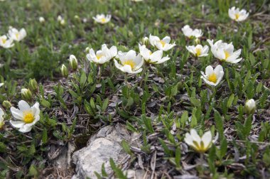 Dryas octopetala kutup alp çiçekli bitki sekiz yaprakları ile