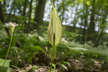 Arum maculatum yılanbaşı çiçek çiçeklenme