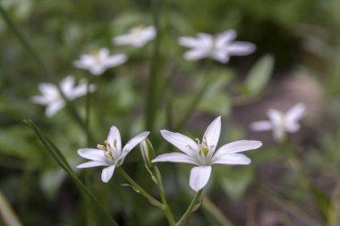 Tükürük otu umbellatum çim lily çiçek, küçük süs ve yabani bitki