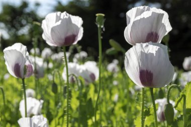 Gelincik somniferum çiçek sahada