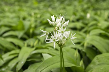 Allium ursinum ayının sarımsak çiçek