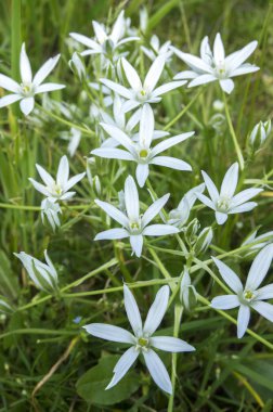 Tükürük otu umbellatum çim lily çiçek, küçük süs ve yabani bitki