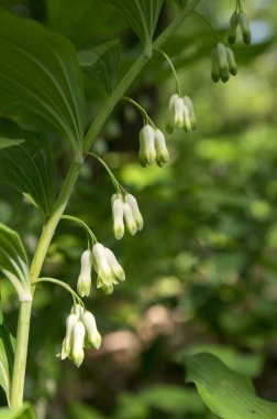 Poligonatum multiflorum orman kır çiçeği yapraklar ve tomurcuklarla çiçek açar.