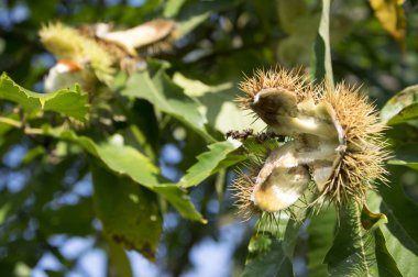 Castanea sativa yeşil yaprakları ve boş kabuğu, sonbaharda hasat
