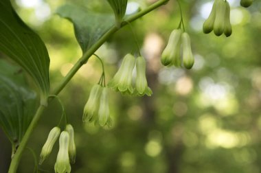 Poligonatum multiflorum orman kır çiçeği yapraklar ve tomurcuklarla çiçek açar.