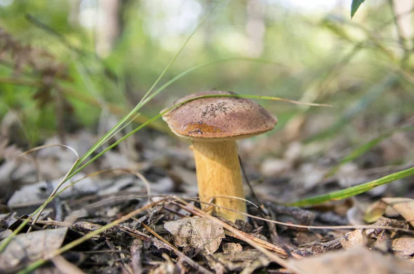 Boletus Badius Common Brown Edible Bay Bolete Poored Mushroom Forest — Stock Photo, Image