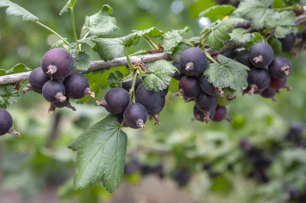 Ovoce Bobule Zralé Černé Jostaberries Větvi Bio Zdravé Bioprodukty Venkovní — Stock fotografie