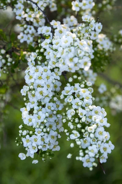 Spiraea Cinerea Flor Arbusto Grefsheim Cinza Com Flores Brancas Luz — Fotografia de Stock