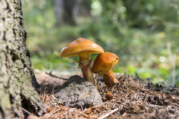 Suillus Grevillei Spiselig Skov Champignon Orange Våde Udseende Hætter - Stock-foto