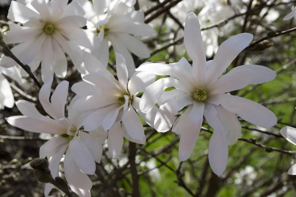 Magnolia Stellata Shrub Star Magnolia Bloom — Stock Photo, Image