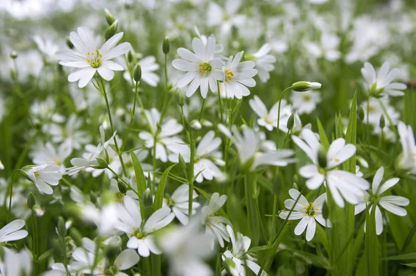 Stellaria Holostea Büyük Stitchwort Çok Yıllık Çiçekler Açan Grup Yeşil — Stok fotoğraf