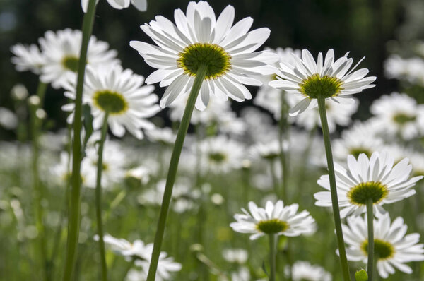 Leucanthemum vulgare луга дикий цветок с белыми лепестками и желтый центр в цвету
