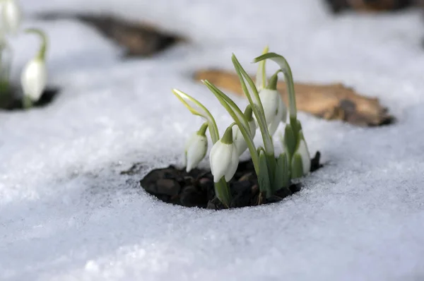 Galanthus Nivalis Közös Hóvirág Virágzik Kora Tavaszi Hagymás Virágokat Kertben — Stock Fotó