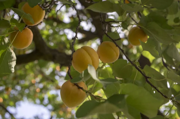 Prunus armeniaca ağaç dalları frits, kayısı ve ağaç üzerinde yeşil yaprakları yaz sezonu boyunca olgunlaşma dolu