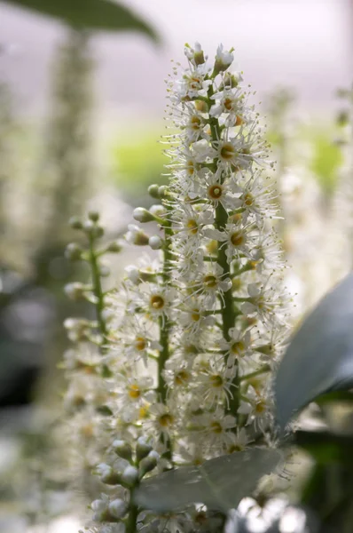 Arbre Laurier Cerisier Fleurs Fleurs Feuilles — Photo