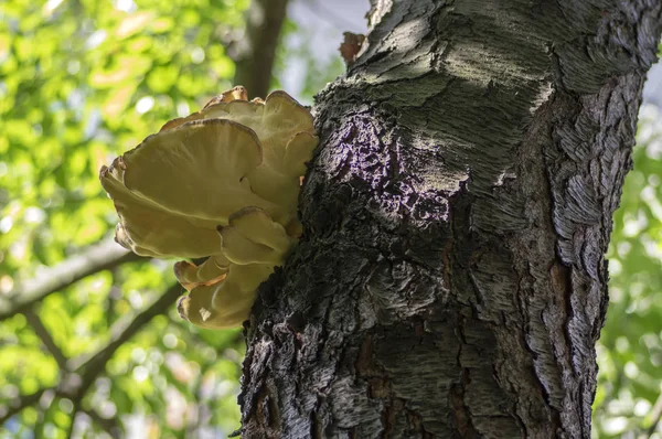 노란색 버섯의 클러스터에 벚나무 줄기에 Laetiporus Sulphureus — 스톡 사진