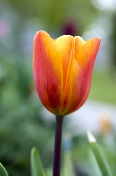 Одноцветный Лаял Красивый Весенний Красный Желтый Тюльпан Цвету Саду — стоковое фото